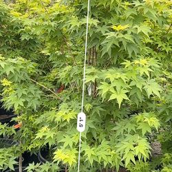 Sangu Kaku Japanese Maple