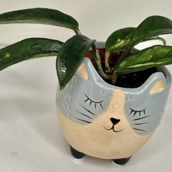 Hoya Crimson Princess In Ceramic Cat 🐈 Pot