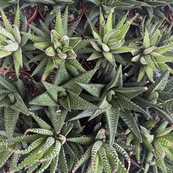 Haworthia Succulents 2”-Great Indoor Plants 
