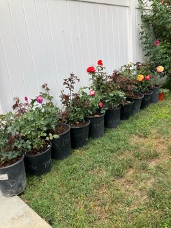 Exotic Rose bush
