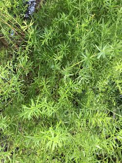 Asparagus Fern Plant