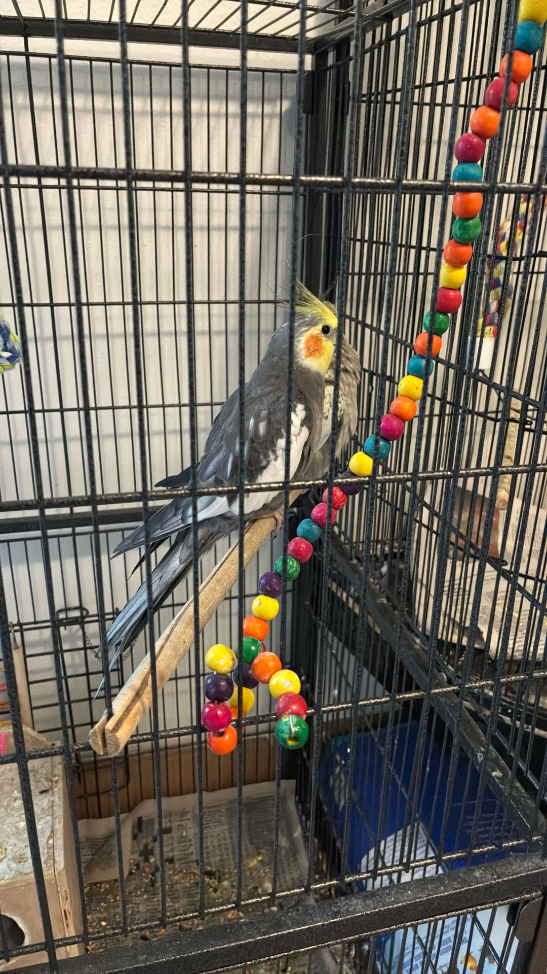 Bird Cages And Things