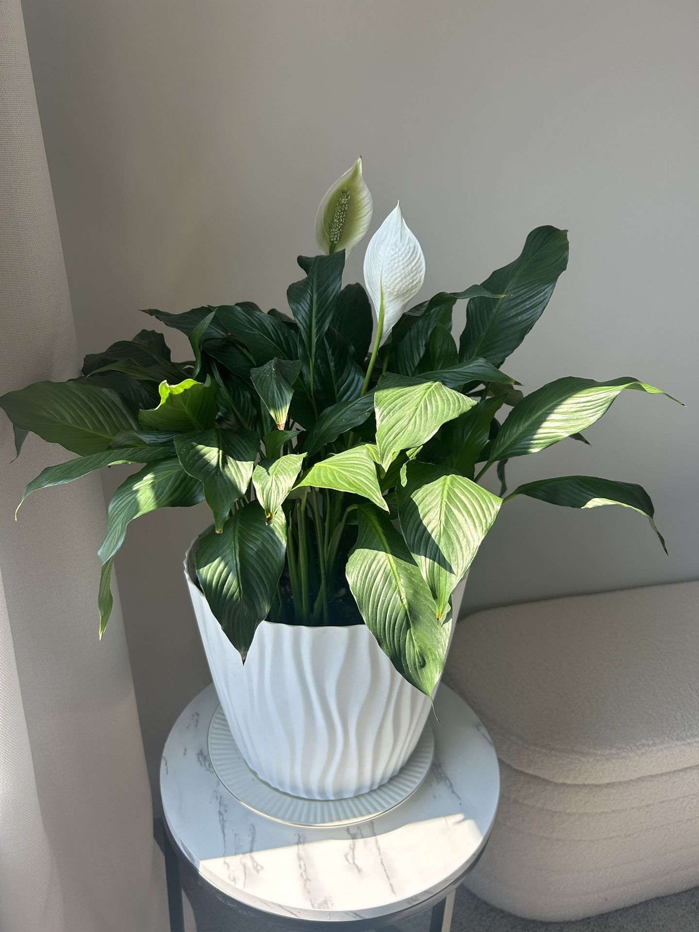Lily Plant