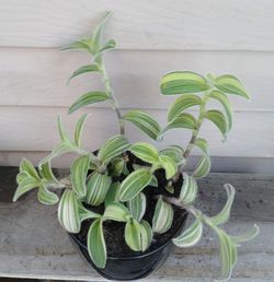Tradescantia Sillamontana variegated fuzzy plant 🪴