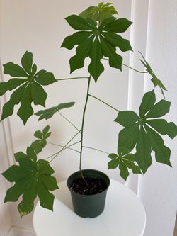 Hardy Tapioca Plant