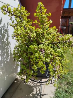 Elephant plant