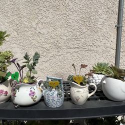 Cute Succulent Sale