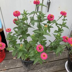 Outdoor Plant