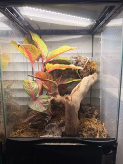 Crested Geckos Enclosure 