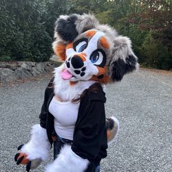 PREMADE Aussie Shep Full Partial Fur-suit