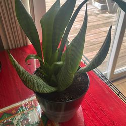 Snake Plant
