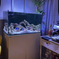 Red Sea Fish Tank 