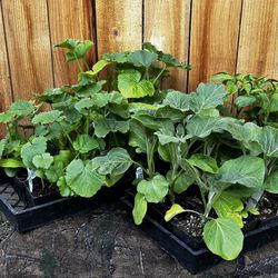 Zucchini / Eggplant Plants