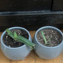 Baby Aloe Plants