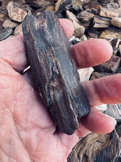 Petrified Wood Natures Treasures