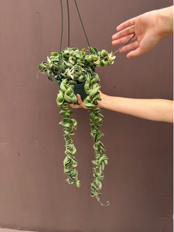6” xl variegated Hoya Hindu rope
