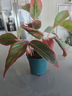 Red Aglaonema