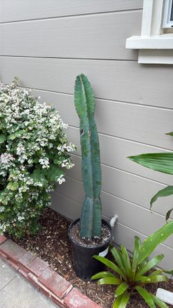 Peruvian apple cactus
