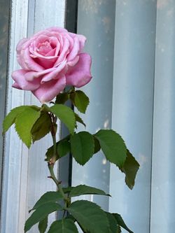 Tall Pink rose plant