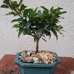 Bonsai Plants 
