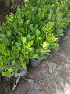 Clusia hedges 3gl $4.50