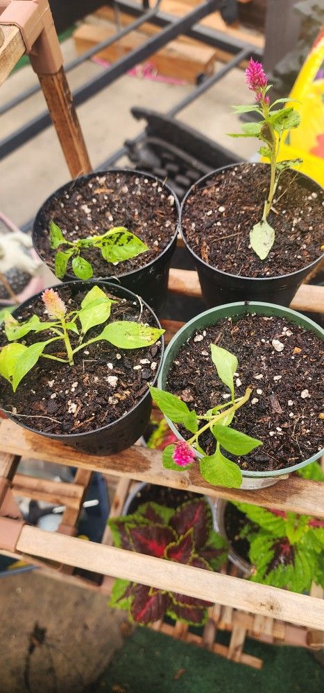 Celosia Plants (Babies Only)