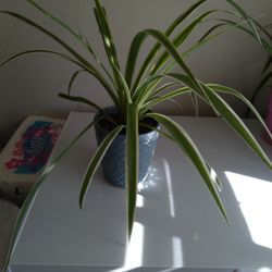 Spider Plant