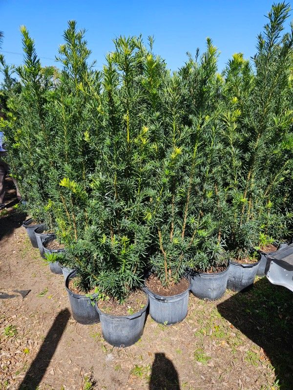 Podocarpus Over 4 To 5 Feet Tall Instant Privacy Hedge For Fence