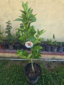 Red orange tree