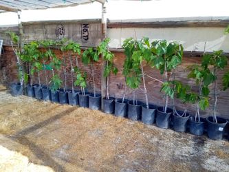 Black Mission Fig Fruit Tree - 4 ft