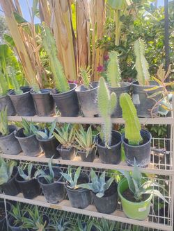 Agave's