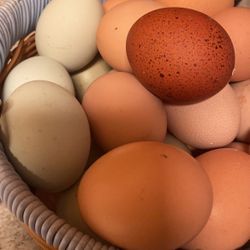 Organic Fresh Farm Eggs