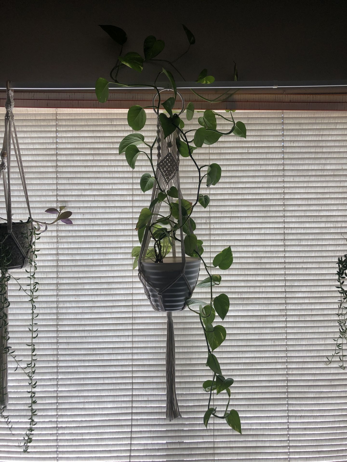 Healthy Established Hanging Pathos Plant