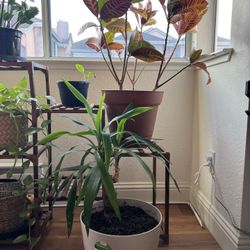 Indoor & Outdoor Plants