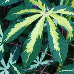 Variegated Tapioca, Cassava, Yuca, Manihot Plant 