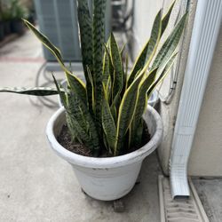 Snake Plants