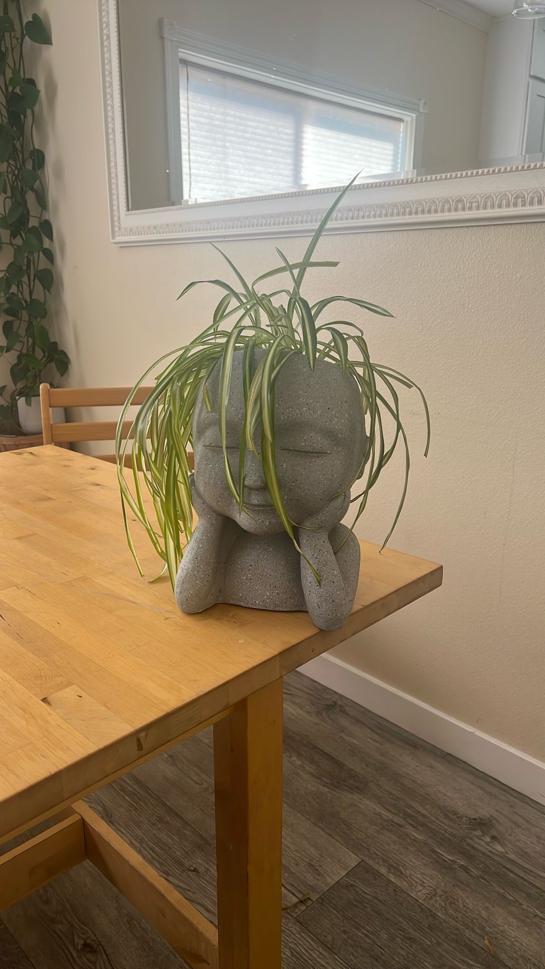 Real Plant With Pot