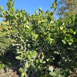 clusias Over 6 feet tall  Instant Privacy 