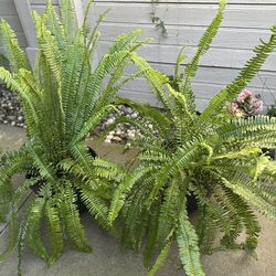 Large Boston Fern Plants-$25 Each