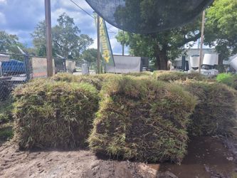 Fresh Bahia Sod