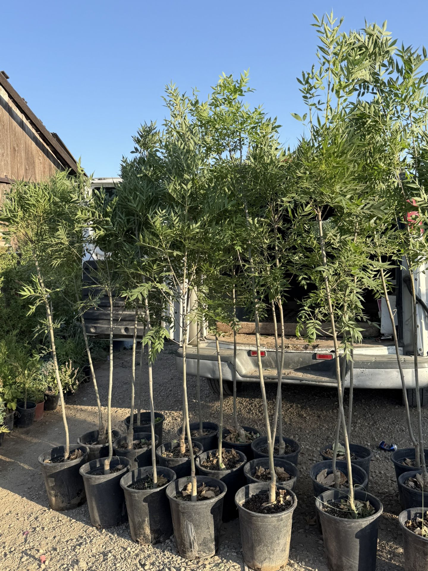 Raywoods Ash shade trees for sale 🌳 $40.00 each