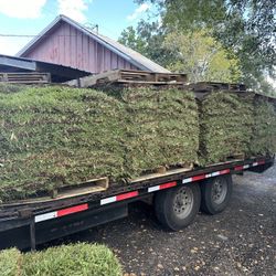 Grass Sod 