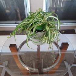 Mixed Houseplant