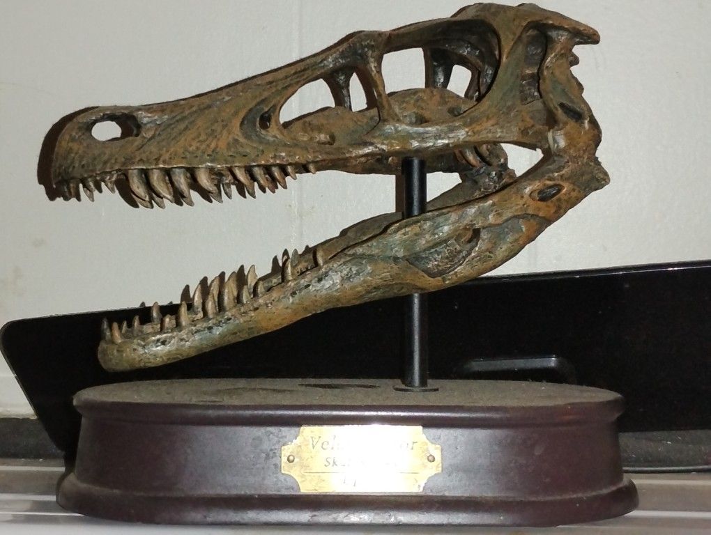 Favorite Velociraptor Skull & Jaws Dinosaur Statue Resin GK