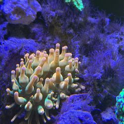 Anemone Toy 