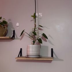 Philodendron Burle Marx