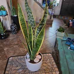 2ft 2in Tall Sansevieria Snake Plants In 6in Ceramic Pot  With Shells 