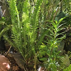 Medium Size Ea H For 12. I Have 2 AVAILABLE 