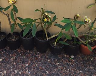 Hawaiian Plumeria (Frangipani) Plants