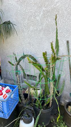 Three dragon fruit plant